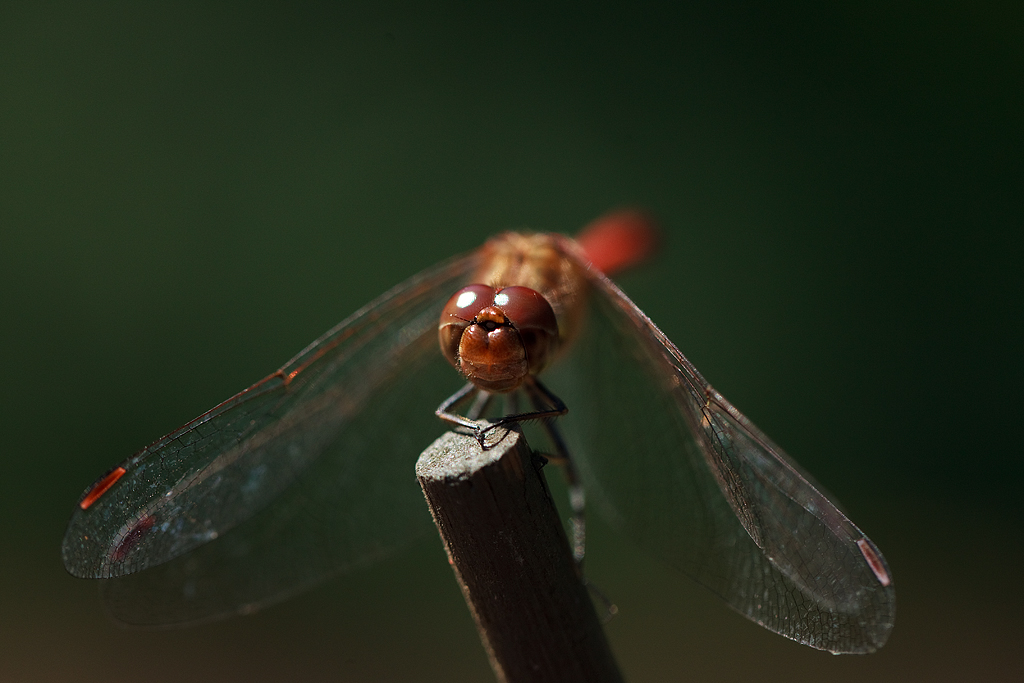 Sympetrum striolatum Common darter Bruinrode heidelibel